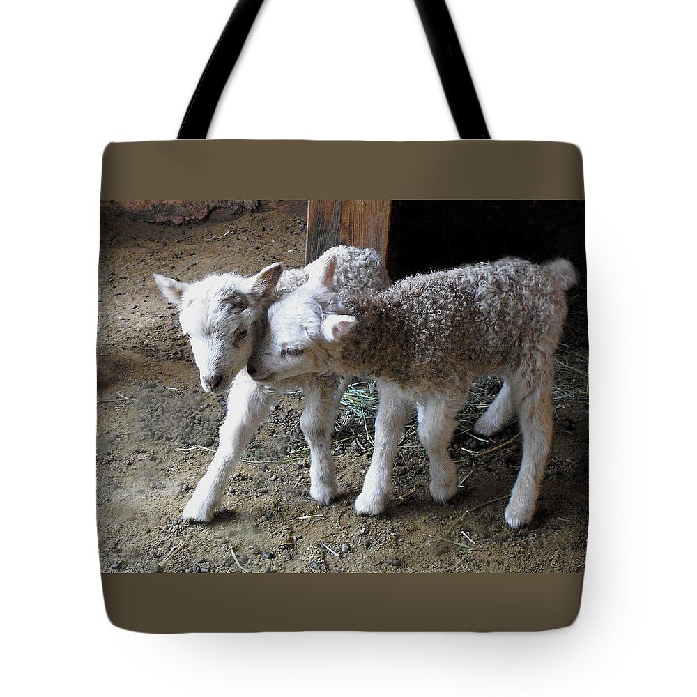 Lamb Tote Bag featuring the photograph Lambs by Kae Cheatham