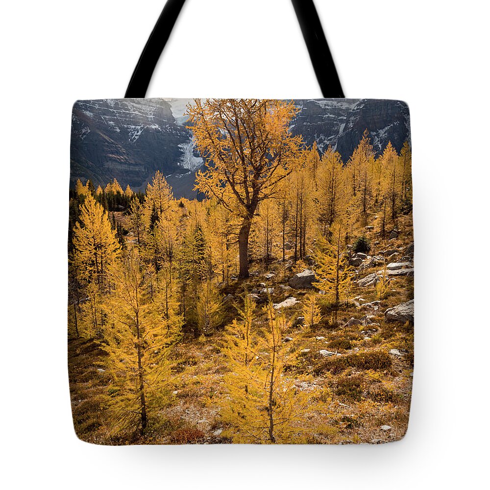 Larches Tote Bag featuring the photograph Larch Family by Emily Dickey