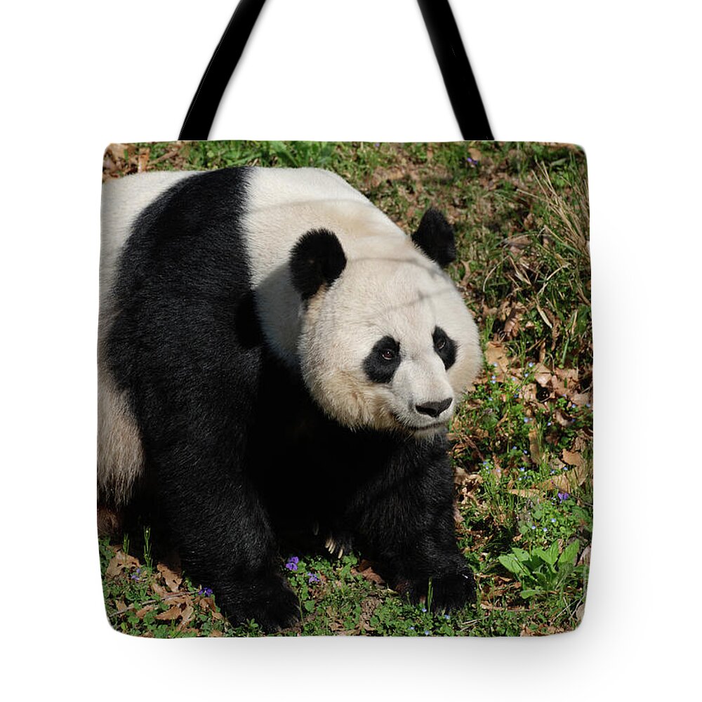 Panda Tote Bag featuring the photograph Large Black and White Giant Panda Bear Sitting by DejaVu Designs