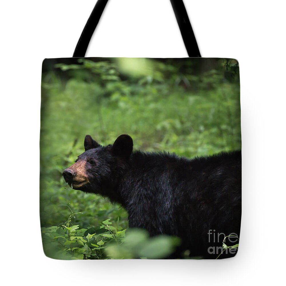 Bear Tote Bag featuring the photograph Large Black Bear by Andrea Silies