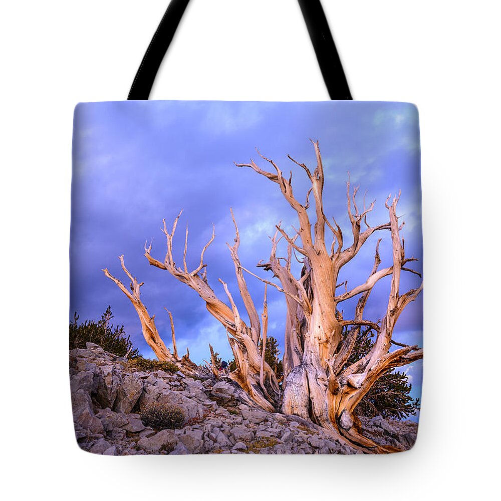 California Tote Bag featuring the photograph Last Light on the Bristlecones by Joe Doherty