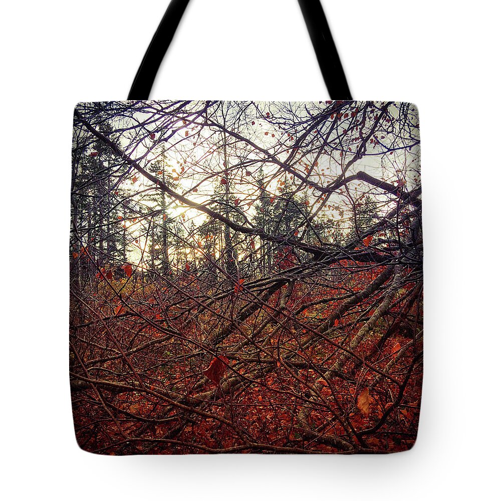 Woodland Tote Bag featuring the photograph Late Autumn Morning by No Alphabet