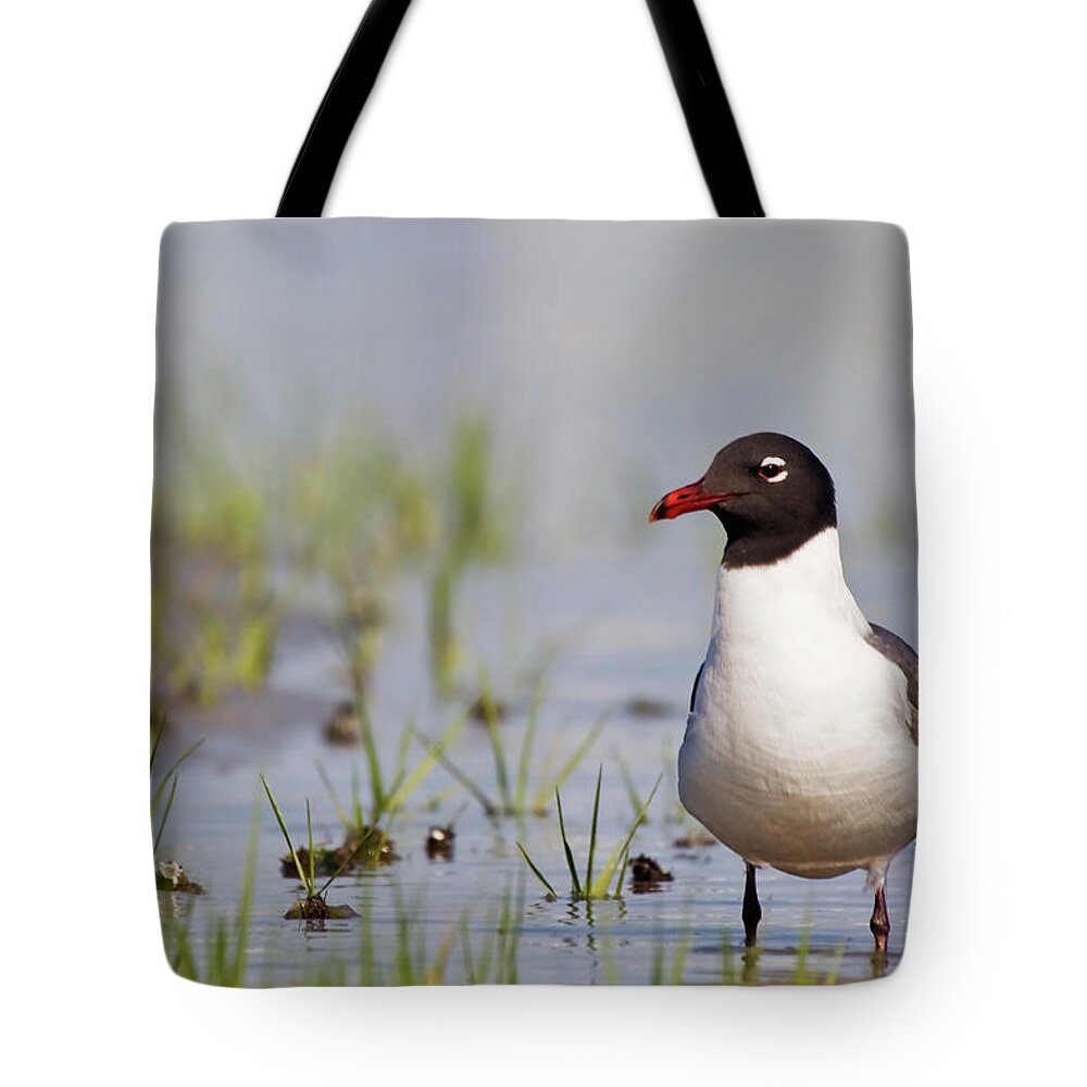 Gull Tote Bag featuring the photograph Laughing Gull on Taylors Creek by Bob Decker