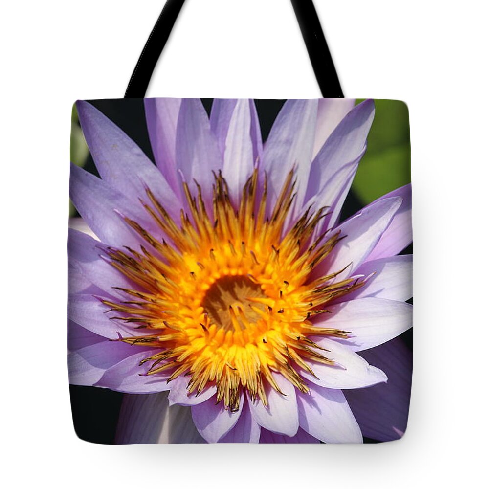  Tote Bag featuring the photograph Lavender Fire Open by Ron Monsour