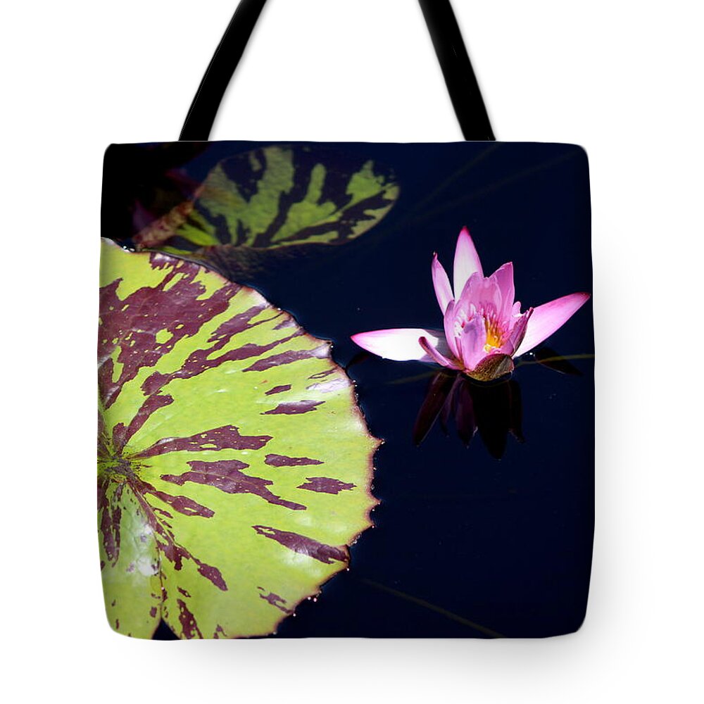 Lavender Tote Bag featuring the photograph Lavender Rose Waterlily in Blue Charcoal Waters by Colleen Cornelius