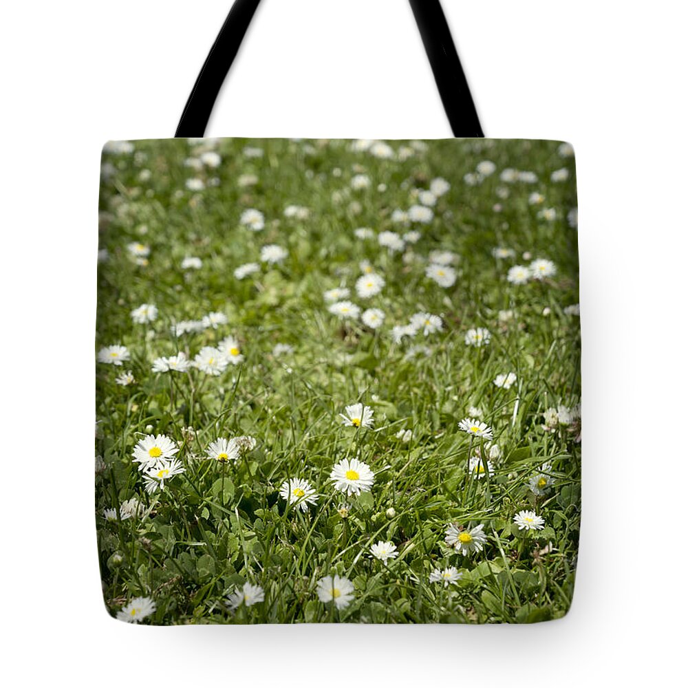 Daisy Tote Bag featuring the photograph Lawn of daisies by Cindy Garber Iverson