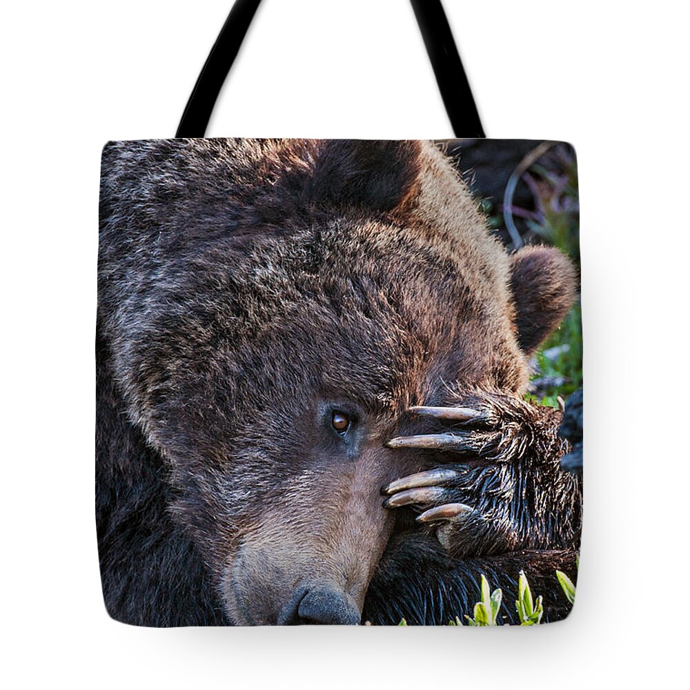 Bear Tote Bag featuring the photograph Lazy Bear by Wesley Aston