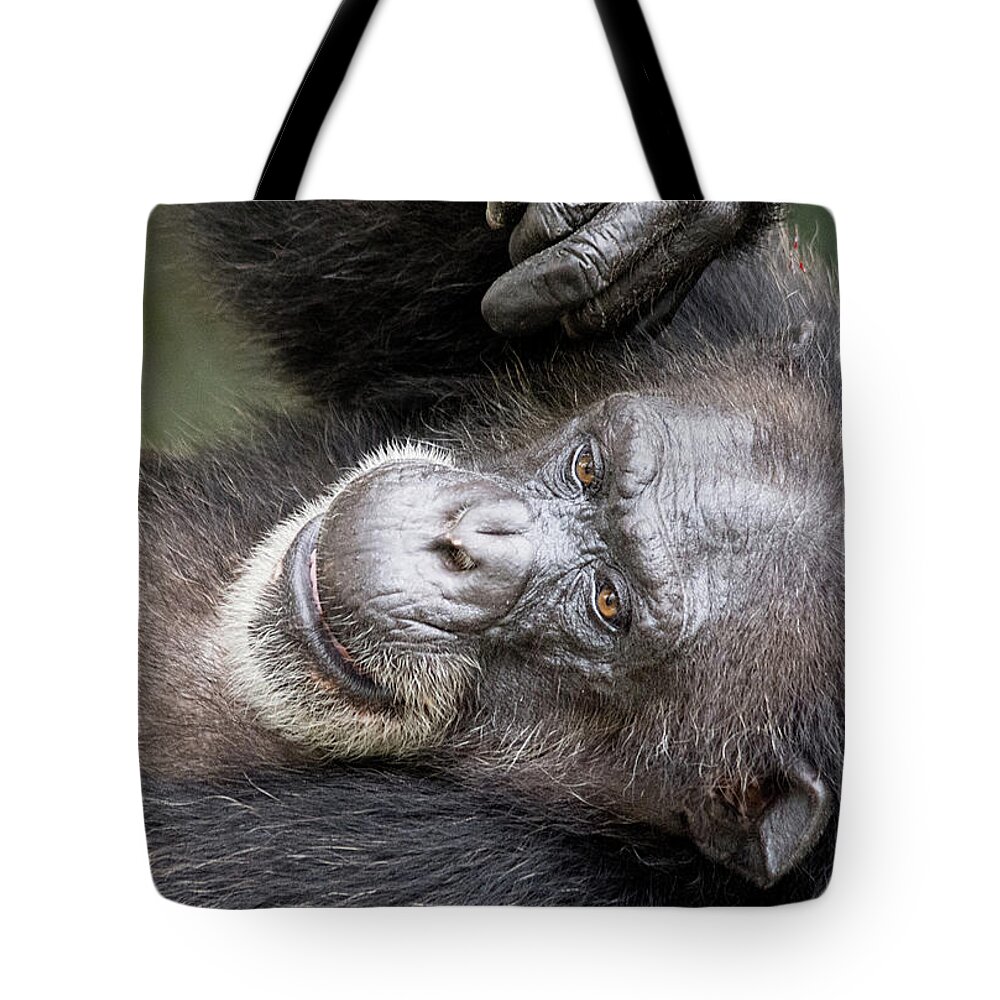 Chimpanzee Tote Bag featuring the photograph Lazy Chimp - Lowry Park Zoo by John Black