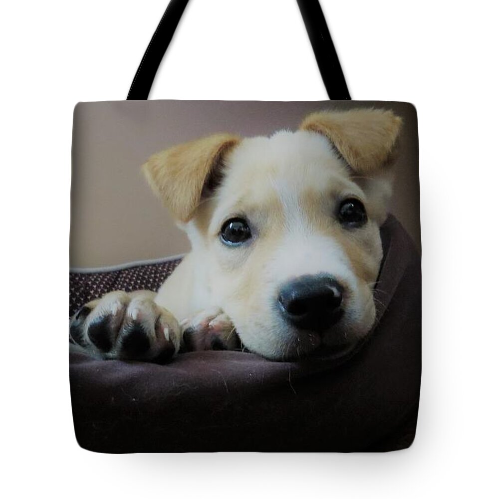 Pet Tote Bag featuring the photograph Lazy day by Aaron Martens