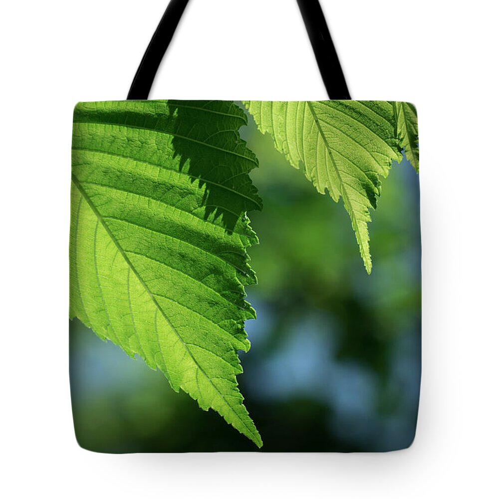 Leaves Tote Bag featuring the photograph Leaf Variation 1 of 3 by James Barber