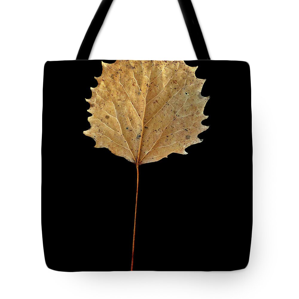 Leaf Tote Bag featuring the photograph Leaf 14 by David J Bookbinder