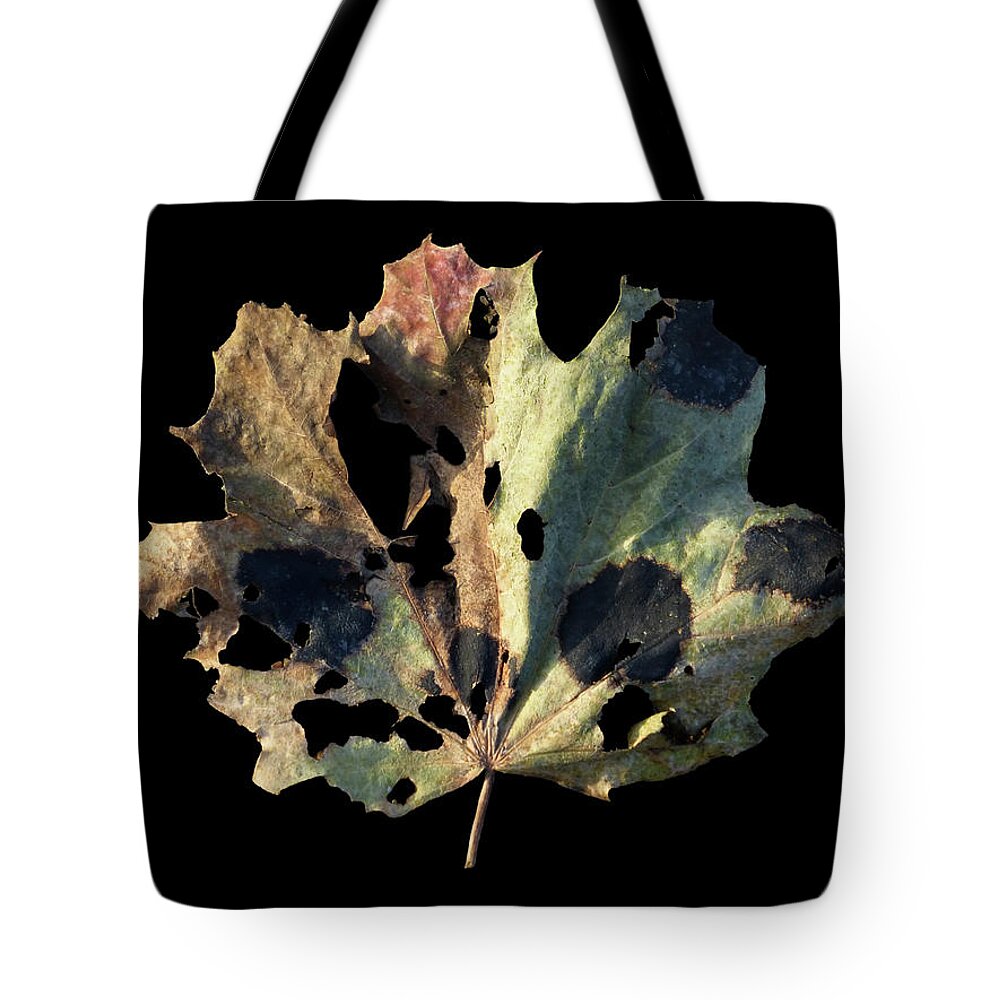 Leaf Tote Bag featuring the photograph Leaf 16 by David J Bookbinder