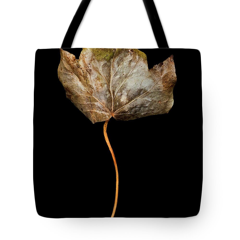 Leaf Tote Bag featuring the photograph Leaf 3 by David J Bookbinder