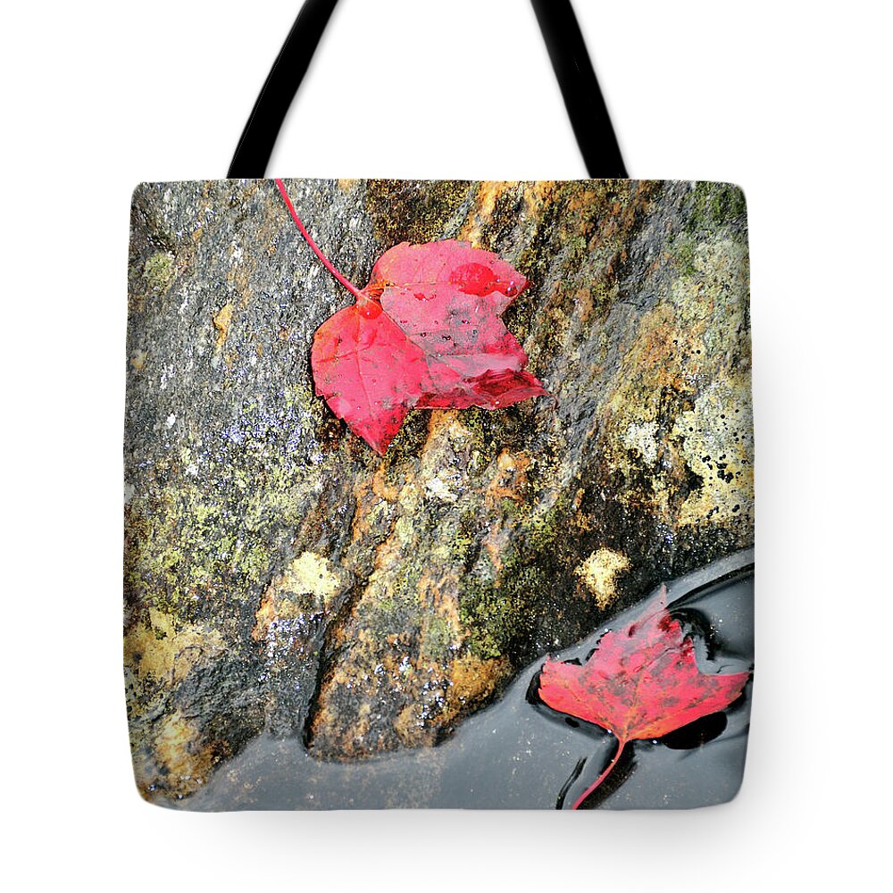Leaf Tote Bag featuring the photograph Leaf Discussion by Betty LaRue