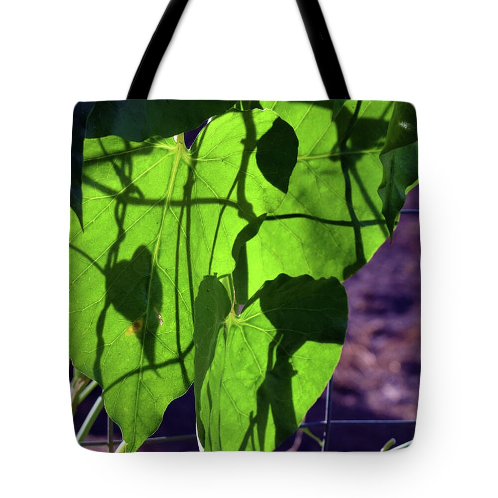 Photograph Tote Bag featuring the photograph Leaf Shadows by Larah McElroy