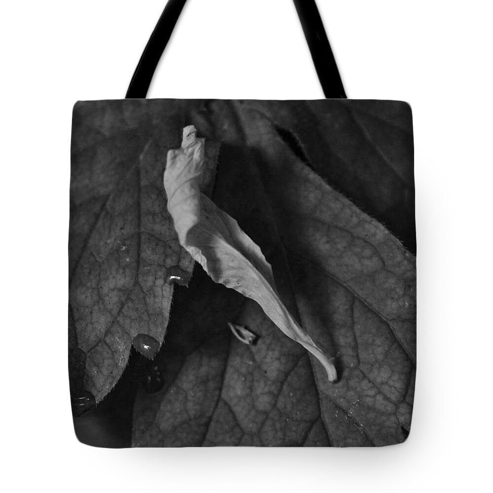 Nature Tote Bag featuring the photograph Leaf With Dew by Charles Lucas