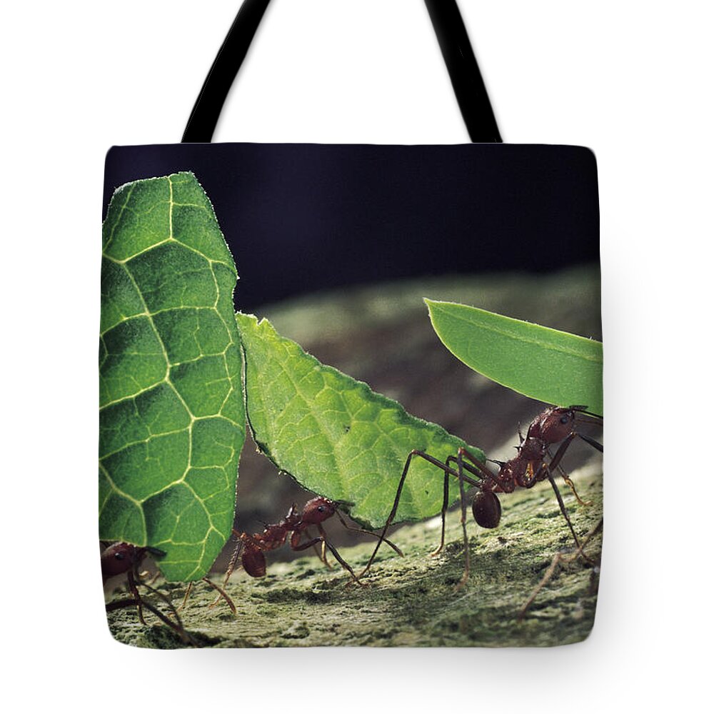 Mp Tote Bag featuring the photograph Leafcutter Ant Atta Cephalotes Workers by Mark Moffett