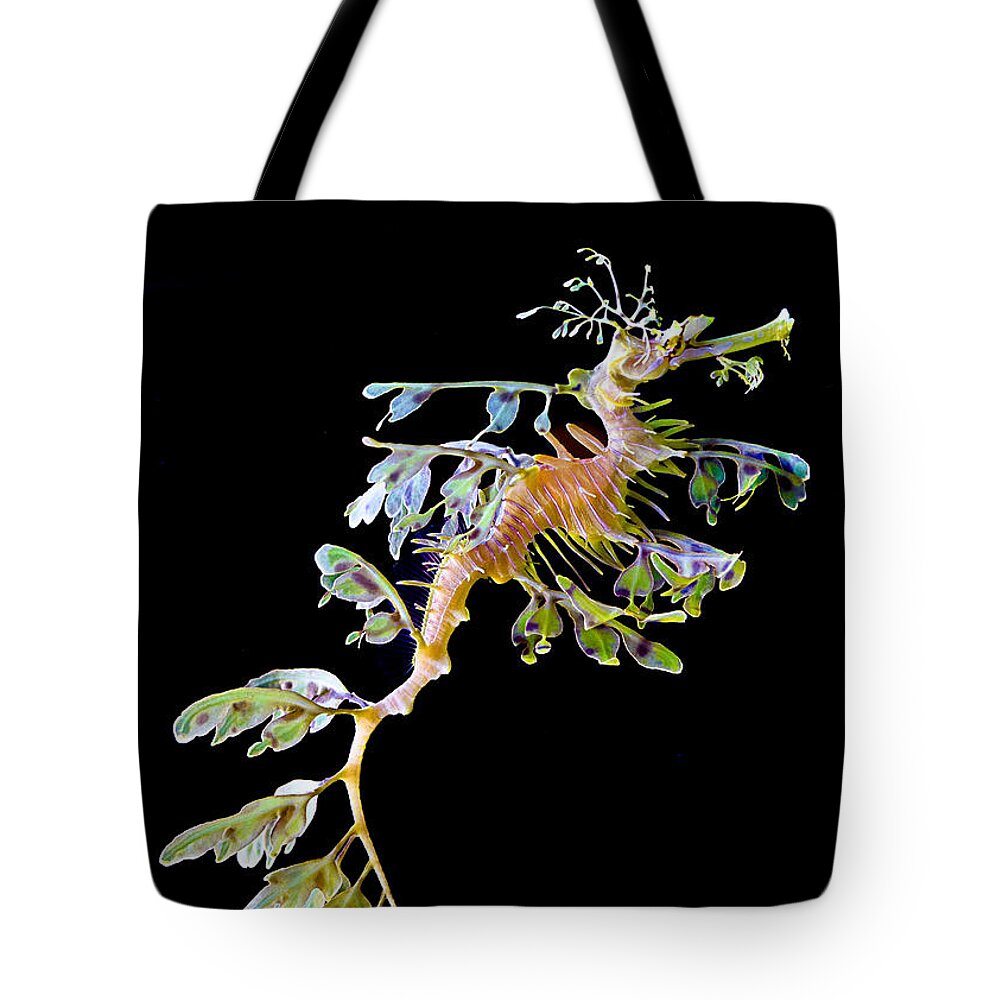 Animals Tote Bag featuring the photograph Leafy Sea Dragon in Blackness by Rikk Flohr