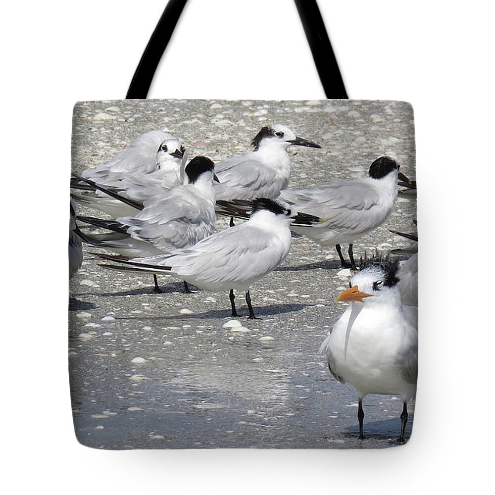 Least Terns Tote Bag featuring the photograph Least Terns by Melinda Saminski