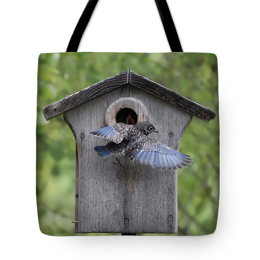 Bluebird Tote Bag featuring the photograph Leaving Home by Jackson Pearson
