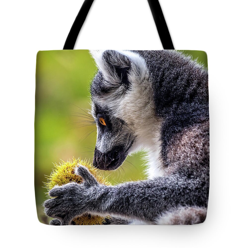 Lemur.chestnut Tote Bag featuring the photograph Lemur and Sweet Chestnut by Nick Bywater
