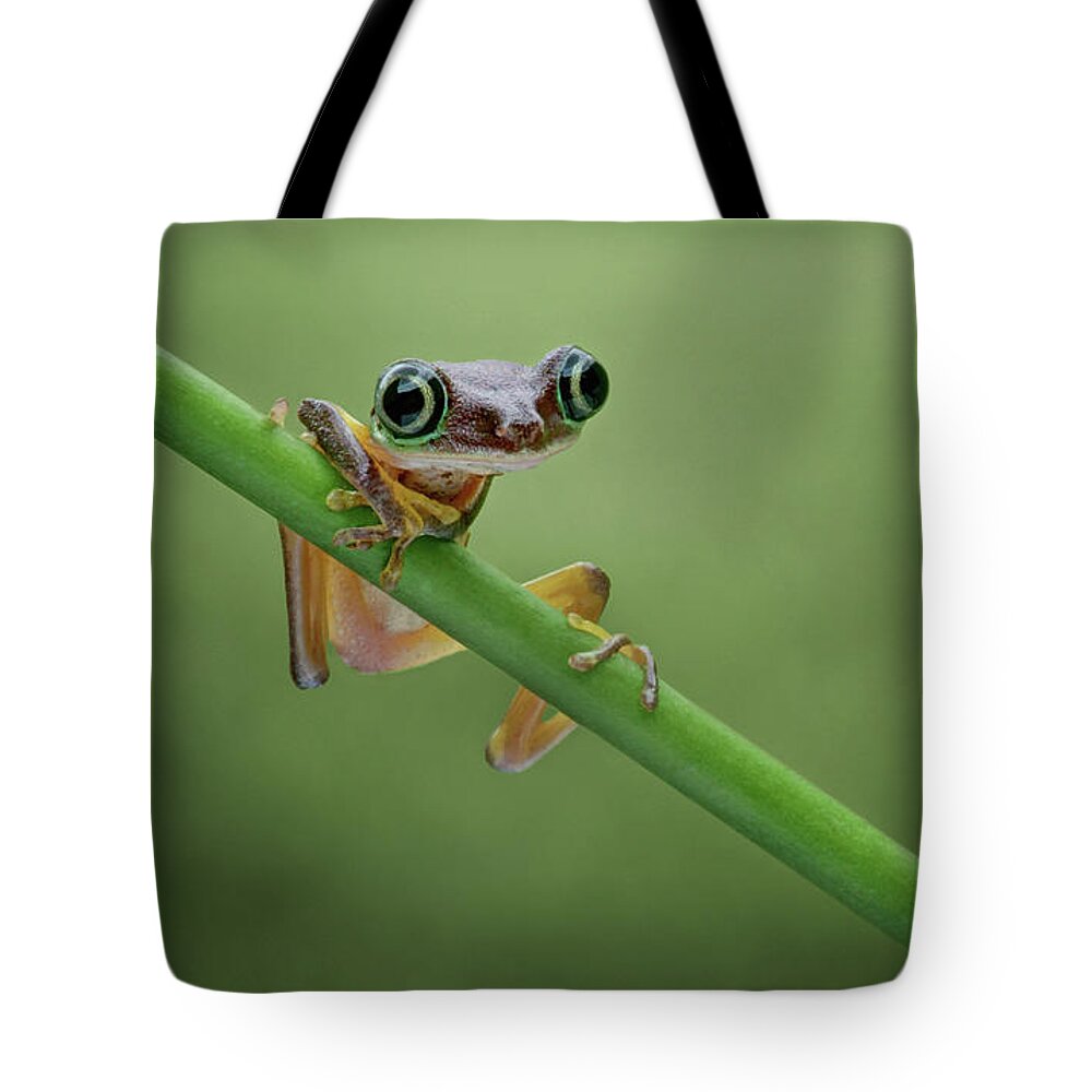 Frogs Tote Bag featuring the photograph Lemur Tree Frog - 2 by Nikolyn McDonald