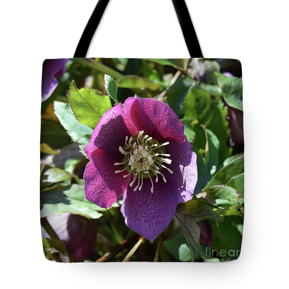 Barrieloustark Tote Bag featuring the photograph Lenten Rose by Barrie Stark