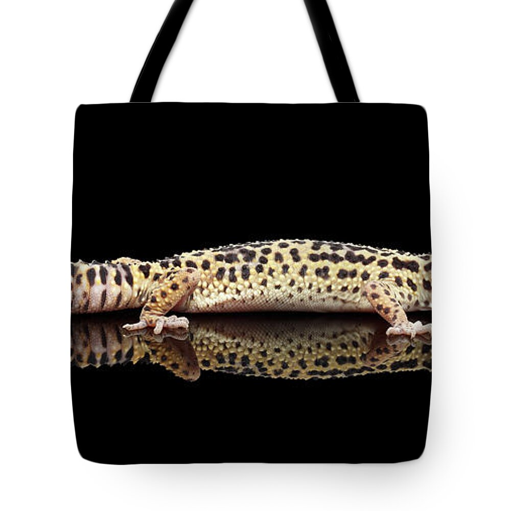 Gecko Tote Bag featuring the photograph Leopard Gecko Eublepharis macularius Isolated on Black Background by Sergey Taran