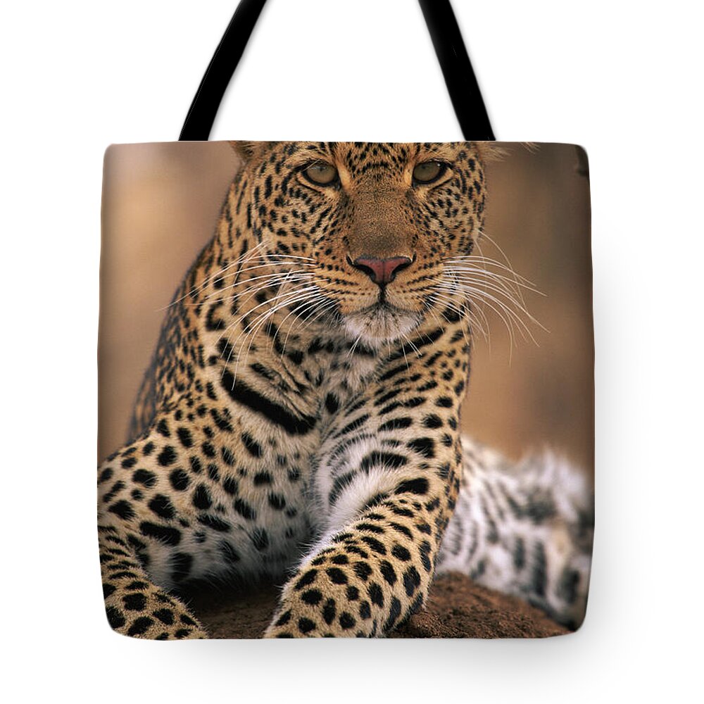 Npl Tote Bag featuring the photograph Leopard Panthera Pardus, Masai Mara by Anup Shah