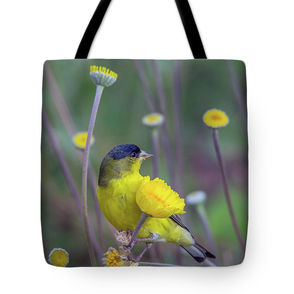 Lesser Tote Bag featuring the photograph Lesser Goldfinch 1806-031318-1cr by Tam Ryan