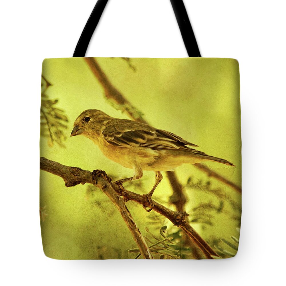 Lesser Goldfinch Tote Bag featuring the photograph Lesser Goldfinch on Acacia Limb txt by Theo O'Connor