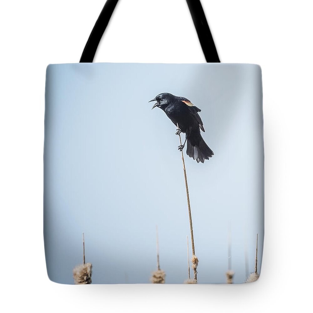 Red Winged Blackbird Tote Bag featuring the photograph Let Me Tell You by Joann Long