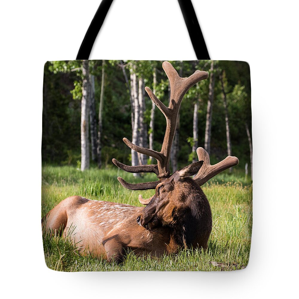 Elk Tote Bag featuring the photograph Let Sleeping Elk Lie by Mindy Musick King