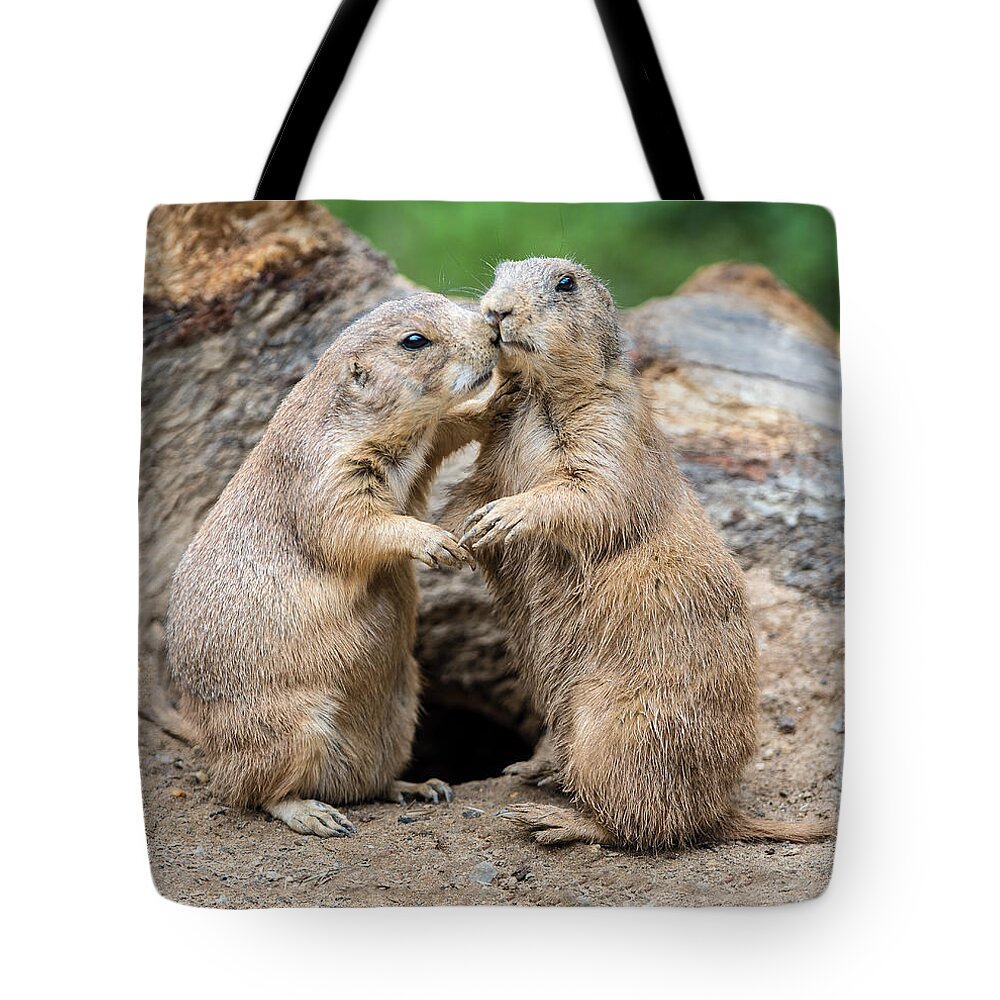 Prairie Dog Tote Bag featuring the photograph Let's Fall In Love by William Bitman
