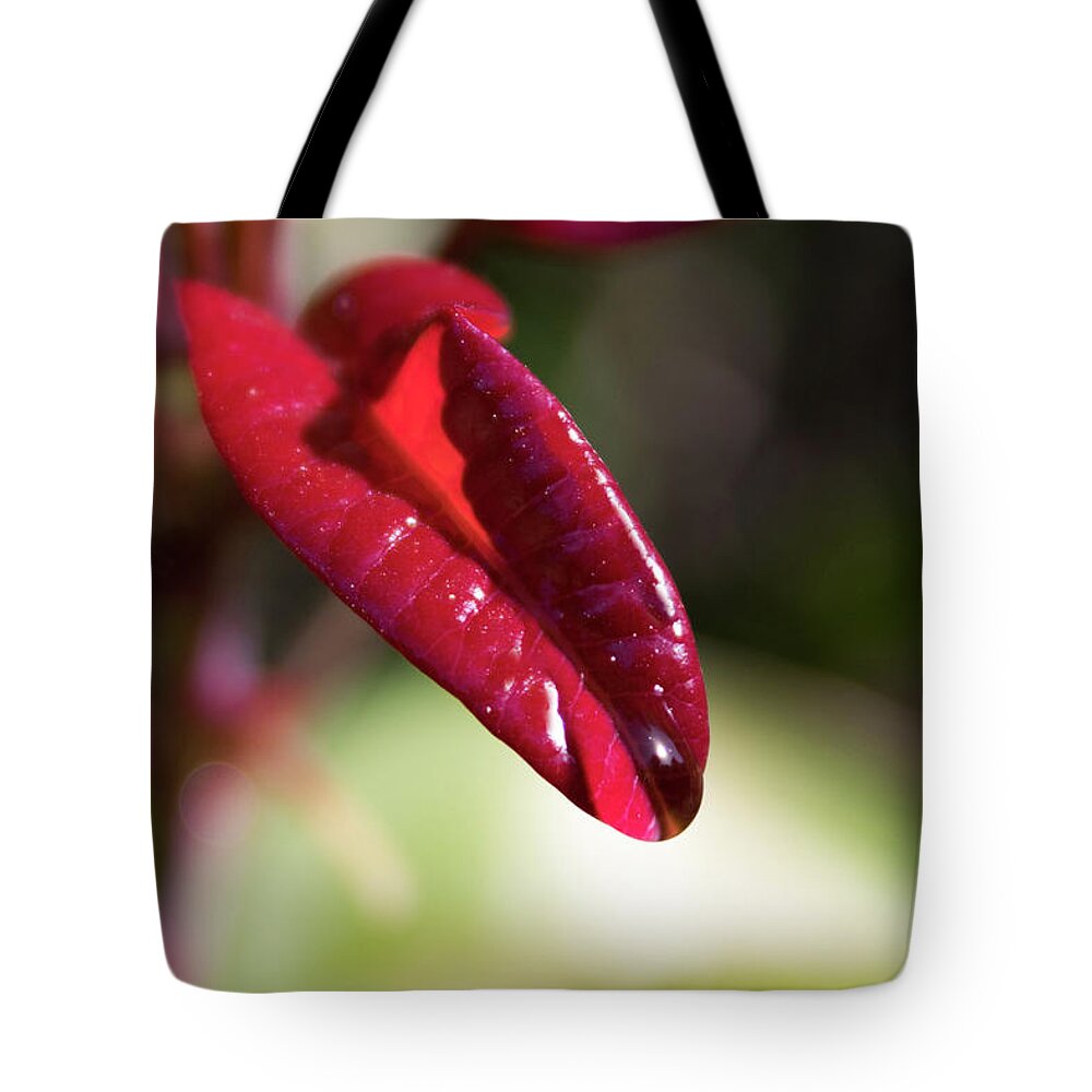 Red Leaf Tote Bag featuring the photograph Lick it Up by Alison Frank