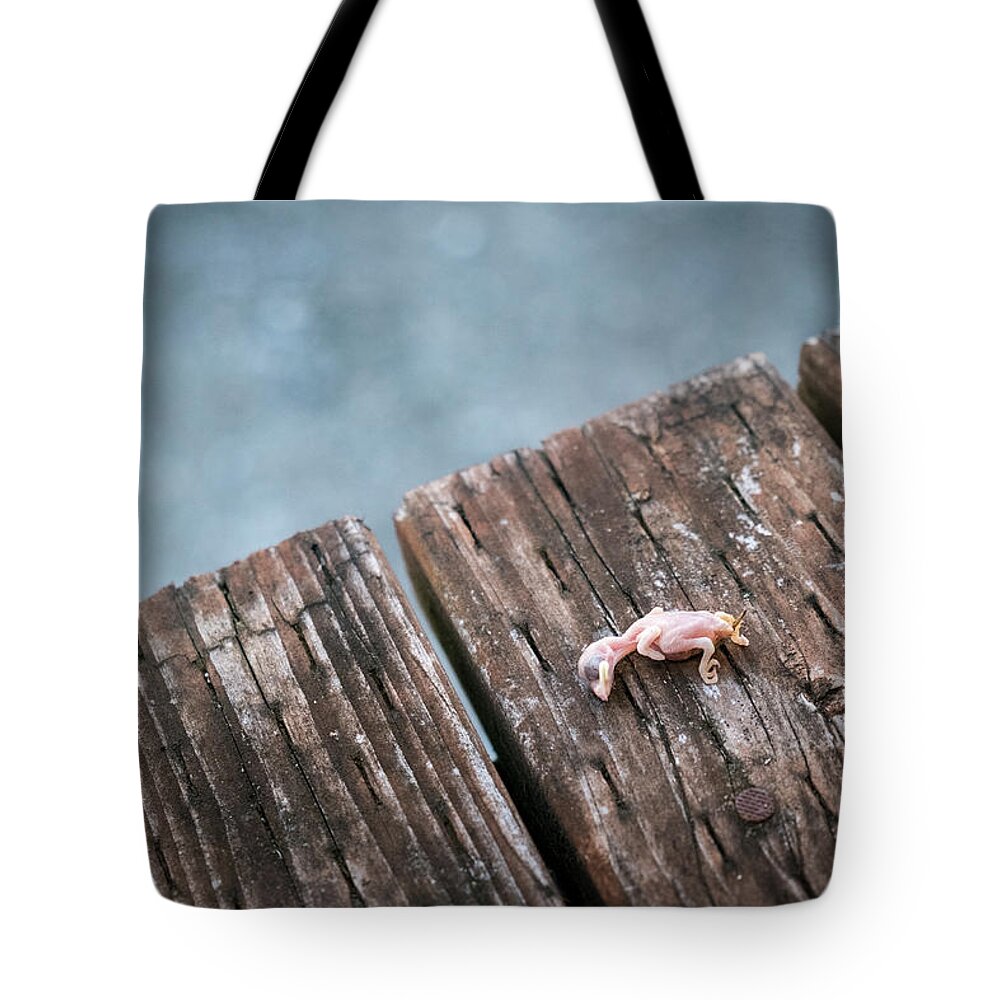 Animals Tote Bag featuring the photograph Life Abbreviated by Mary Lee Dereske