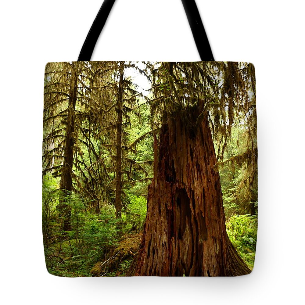 Fern Tote Bag featuring the photograph Lifecycle In The Rainforest by Christiane Schulze Art And Photography