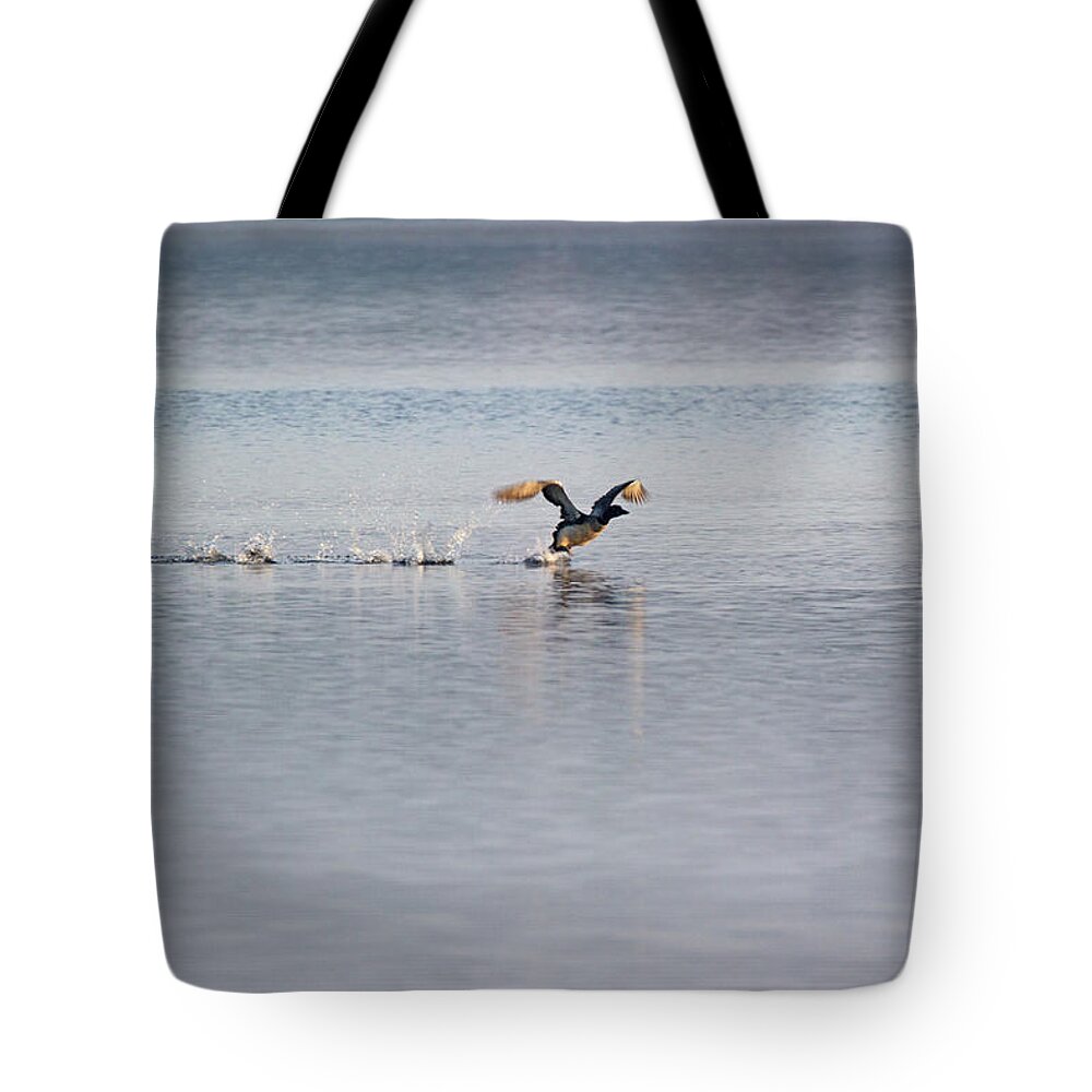 Cottage Tote Bag featuring the photograph Liftoff - Common Loon - Gavia Immer by Spencer Bush