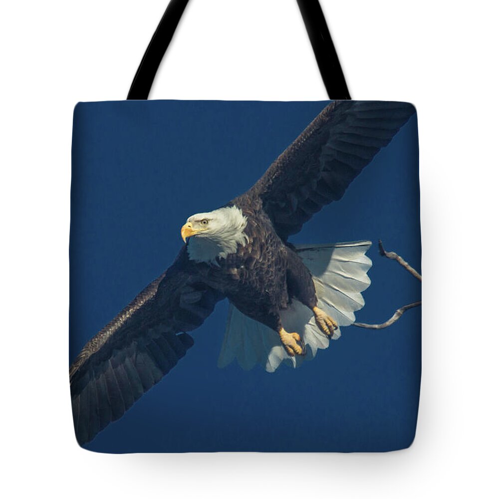 Bald Eagle Tote Bag featuring the photograph Liftoff by Paul Brooks