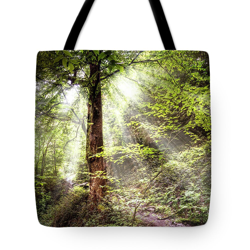 Appalachia Tote Bag featuring the photograph Light along the Trail by Debra and Dave Vanderlaan