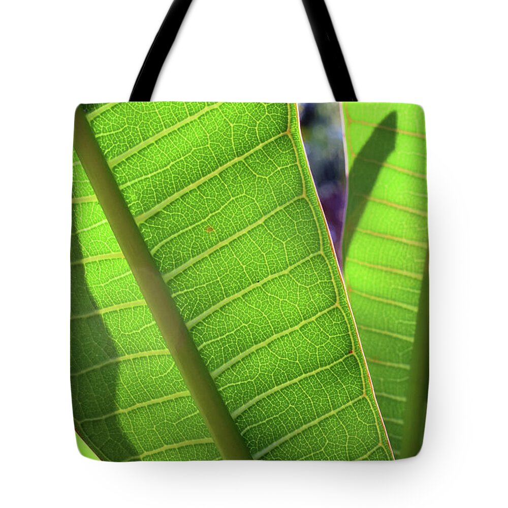 Photograph Tote Bag featuring the photograph Light and Shadows by Larah McElroy
