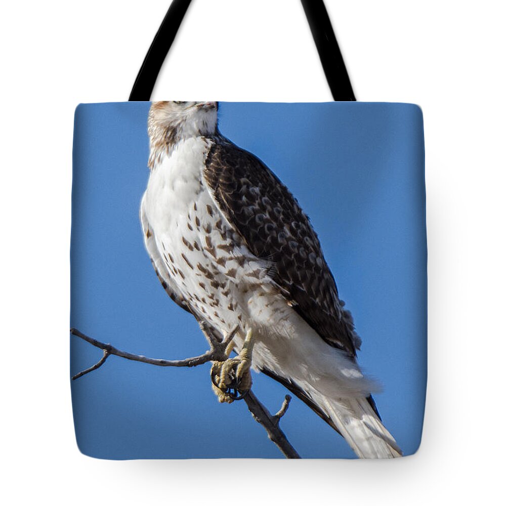 Red-tailed Hawk Tote Bag featuring the photograph Light Morph Red-tailed Hawk by Stephen Johnson