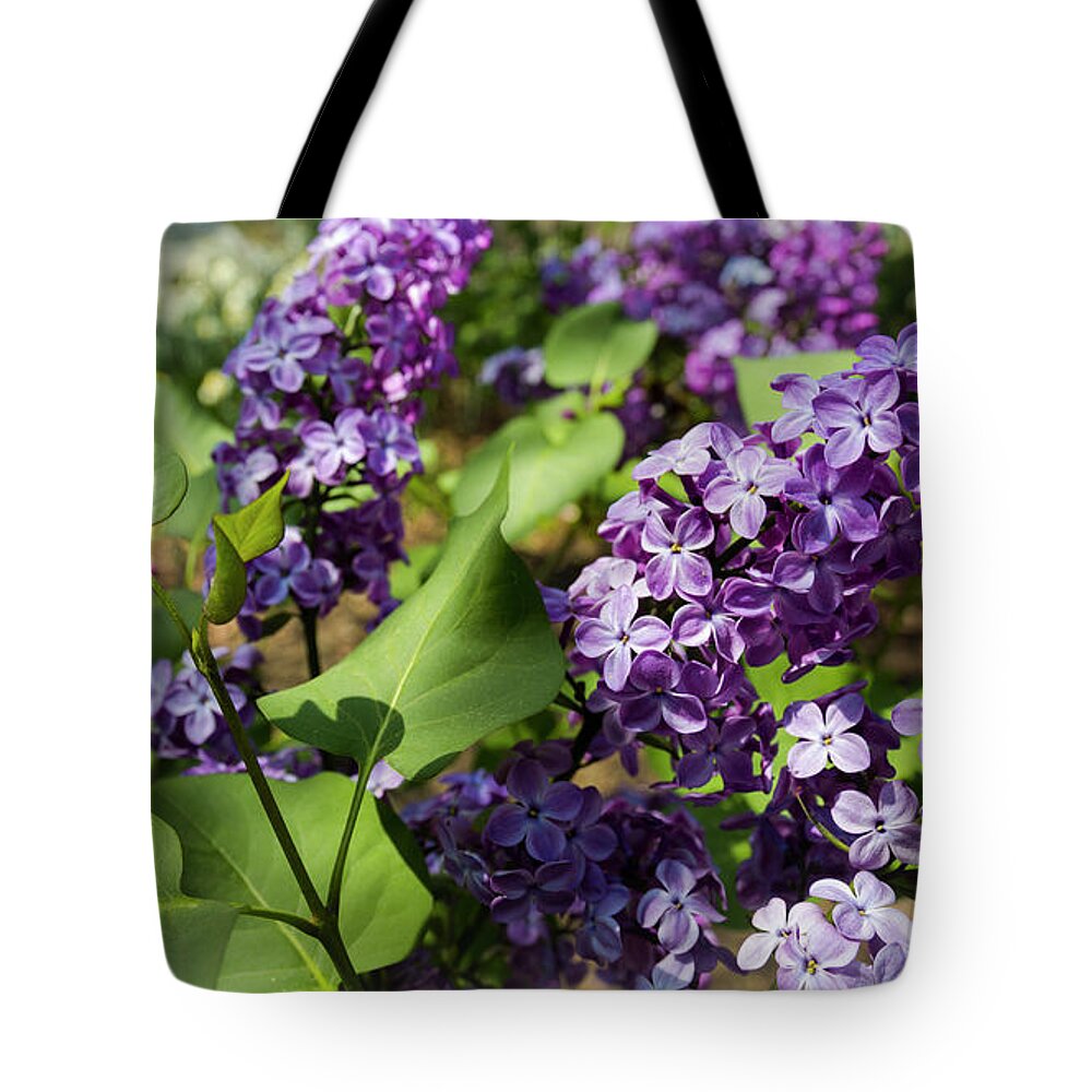 National Arboretum Tote Bag featuring the photograph Lilac by Agnes Caruso