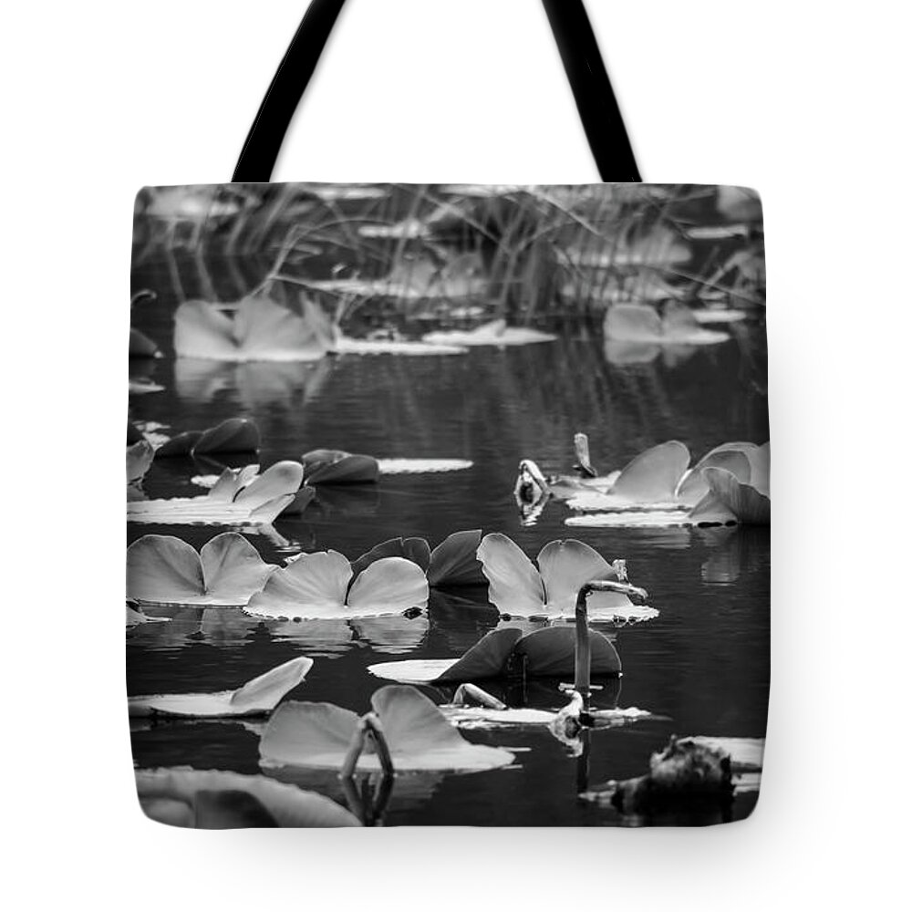 Landscapes Tote Bag featuring the photograph Lilly Pond by Steven Clark