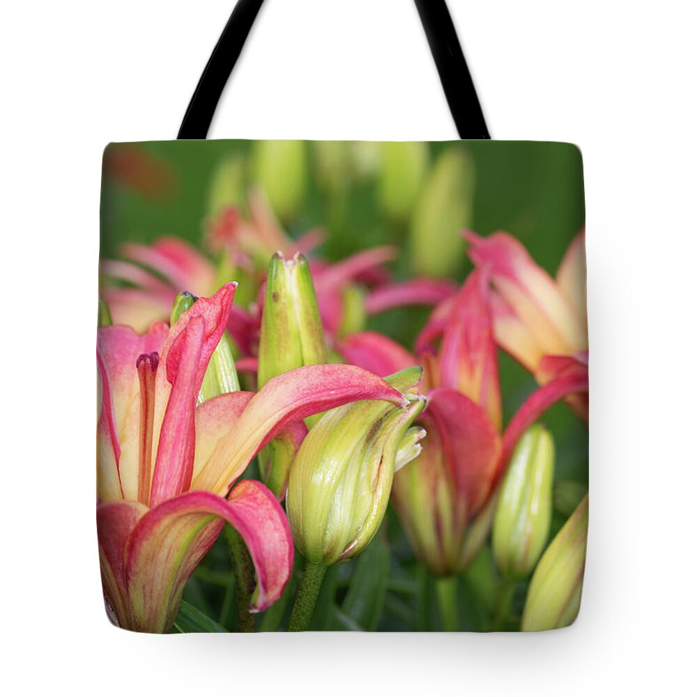 Red And Yellow Lily Tote Bag featuring the photograph Lily Display by Steve Purnell