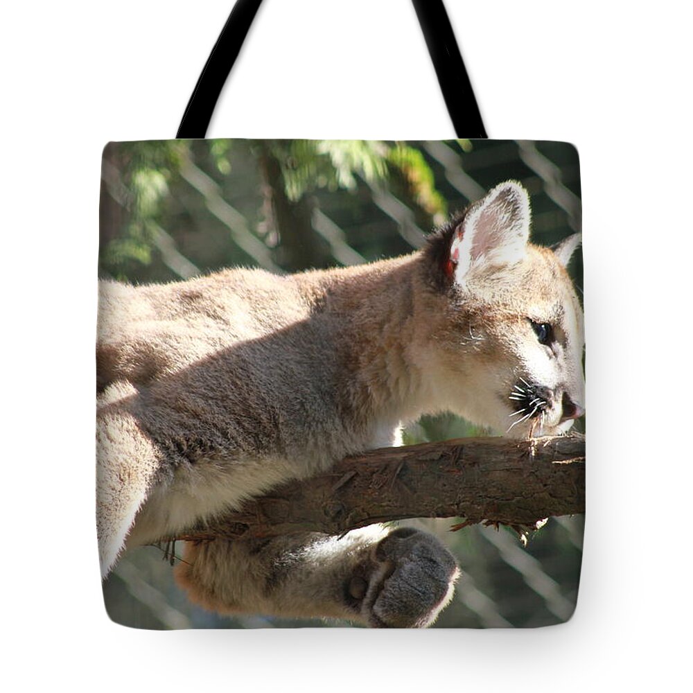 Palus Tote Bag featuring the photograph Lion around by Laddie Halupa