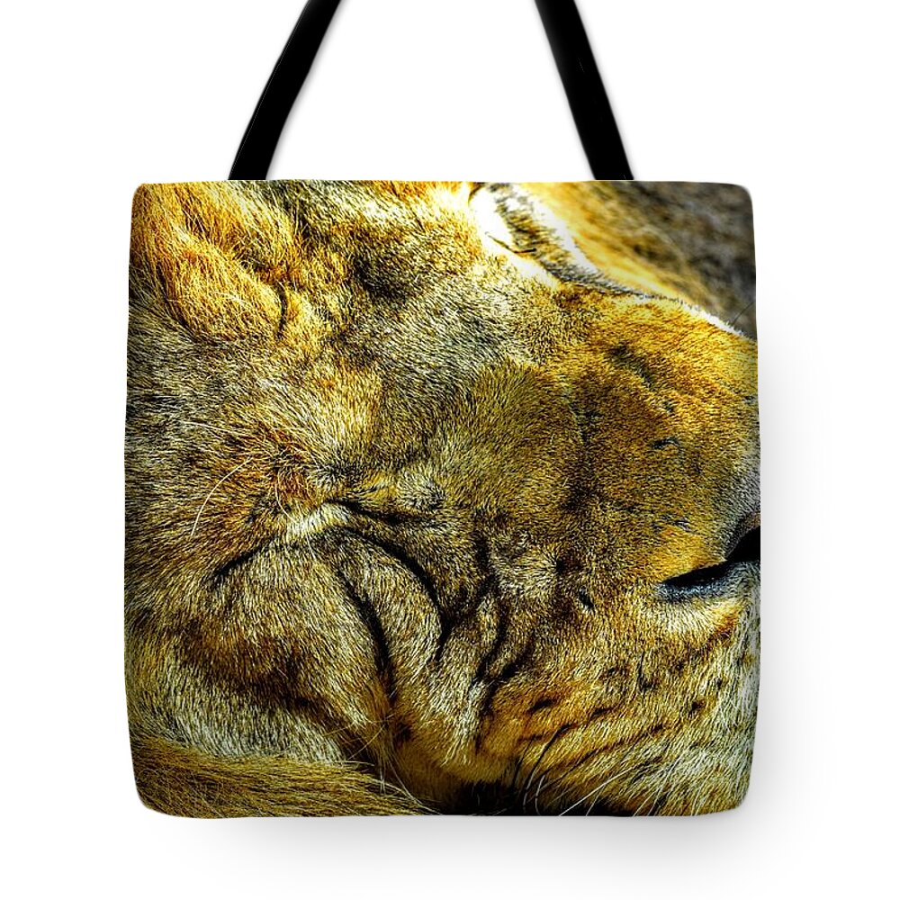 Lion Tote Bag featuring the photograph Lion Around by Michael Brungardt