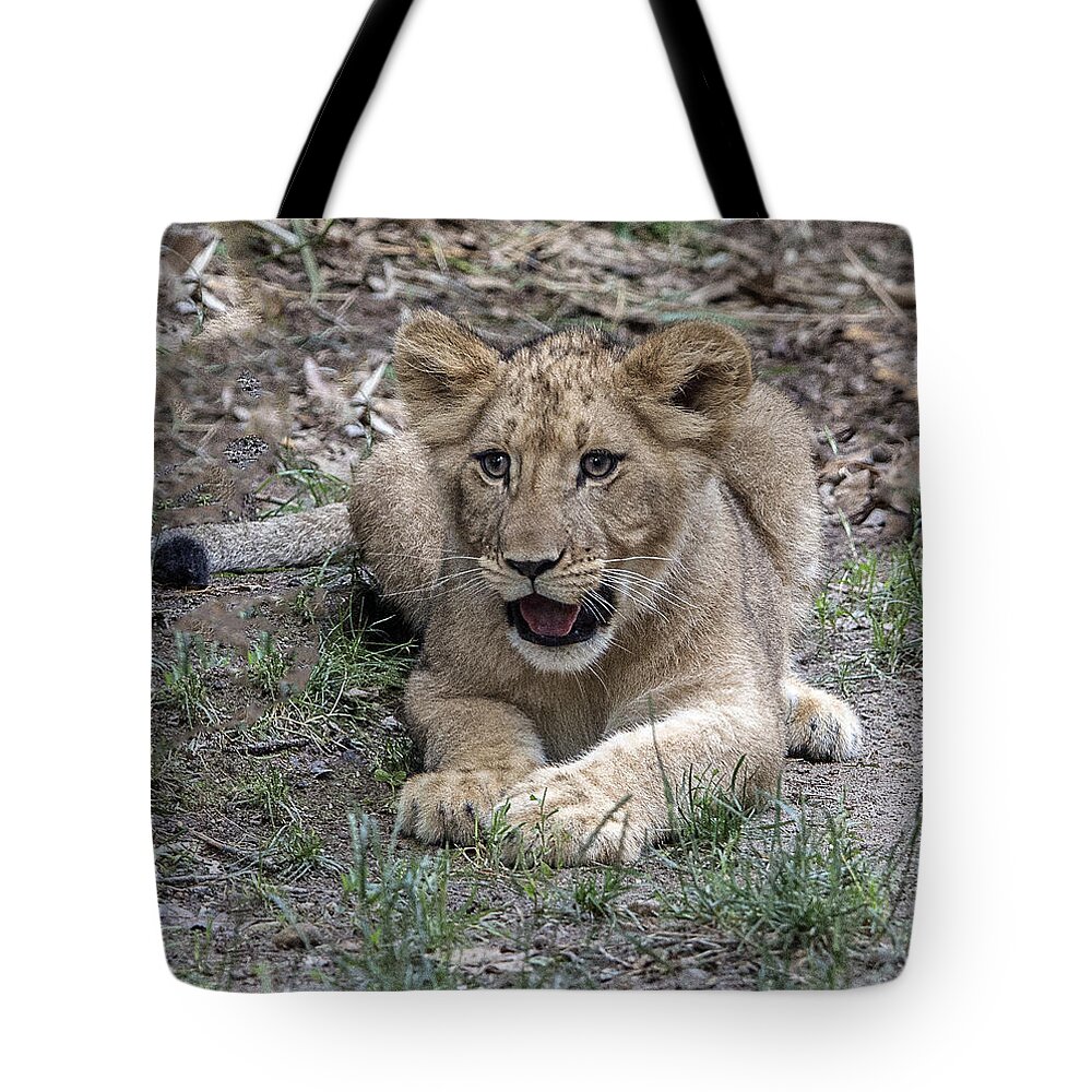 Wildlife Tote Bag featuring the photograph Lion Cub Portrait by William Bitman