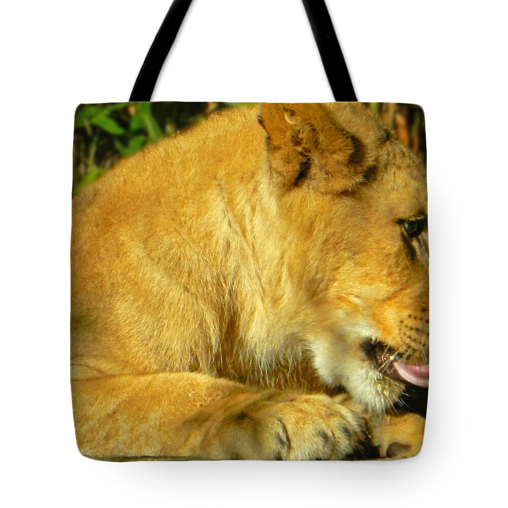 Lion Cub - What A Yummy Snack Tote Bag featuring the photograph Lion Cub - What A Yummy Snack by Emmy Vickers
