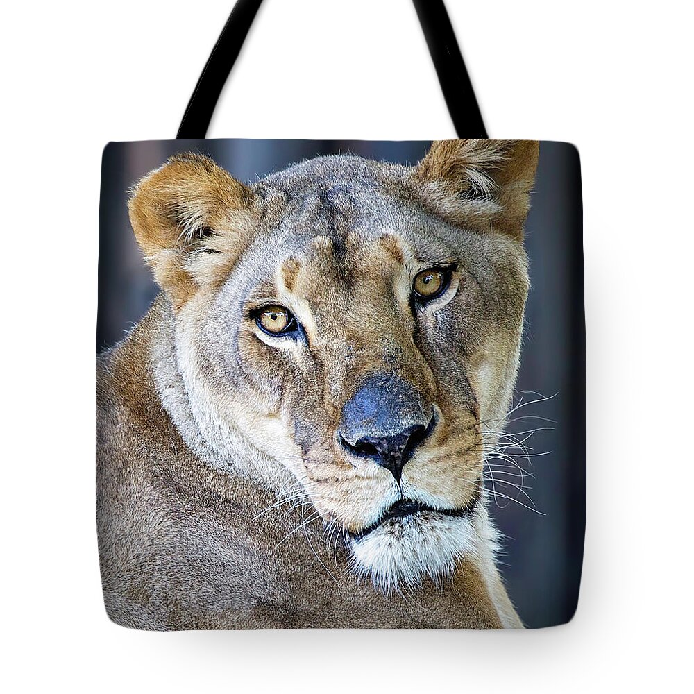 Lion Tote Bag featuring the photograph Lion by Deborah Penland